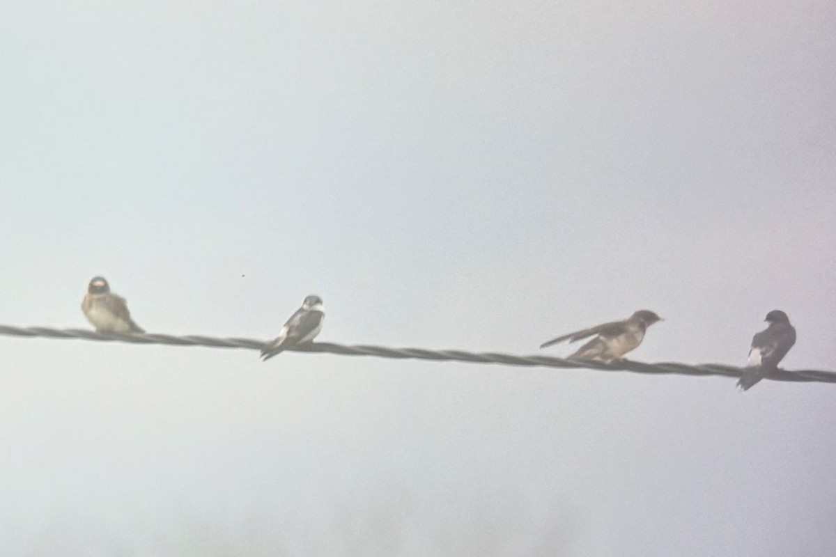 Cliff Swallow - ML645523355