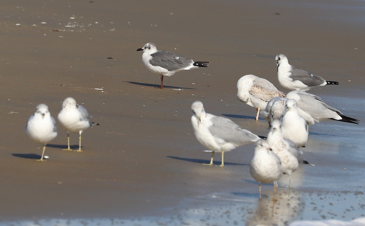 ワライカモメ - ML645523371