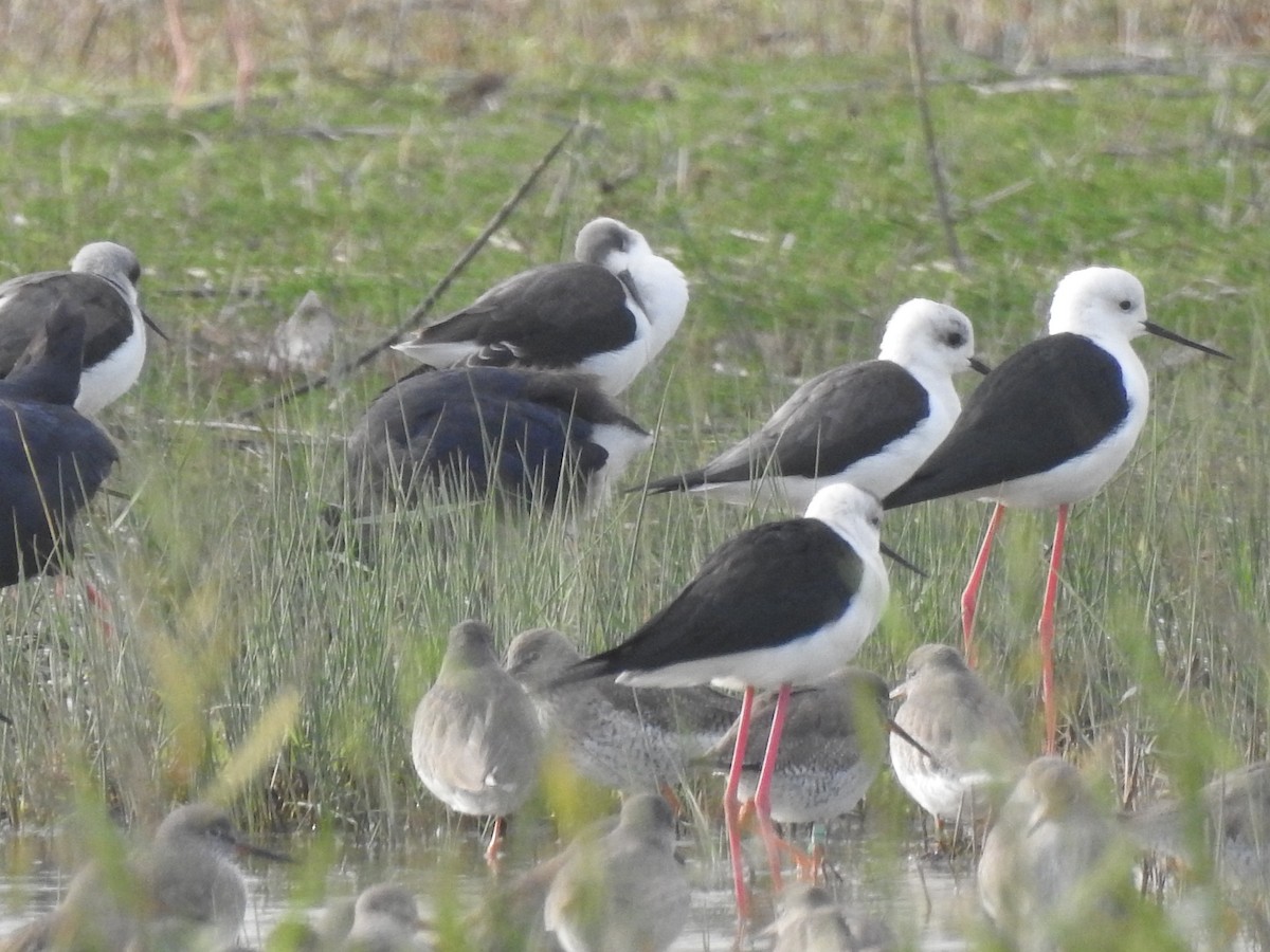 高蹺鴴 - ML645523372