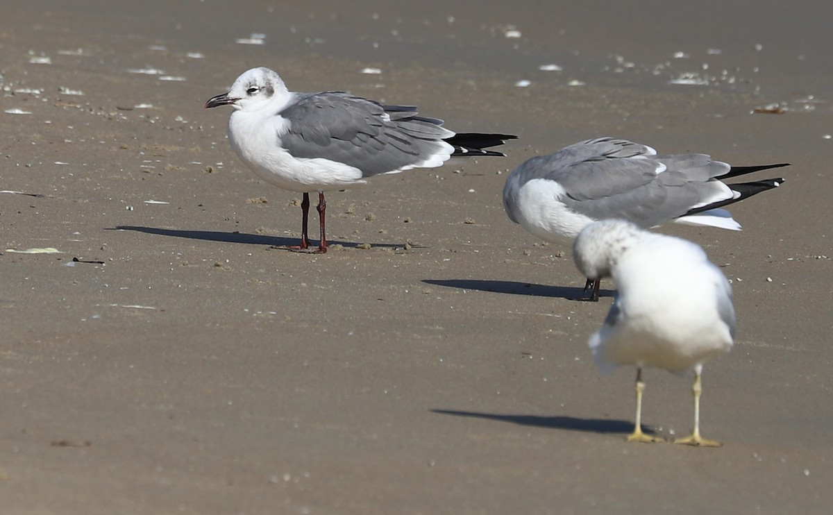 ワライカモメ - ML645523375