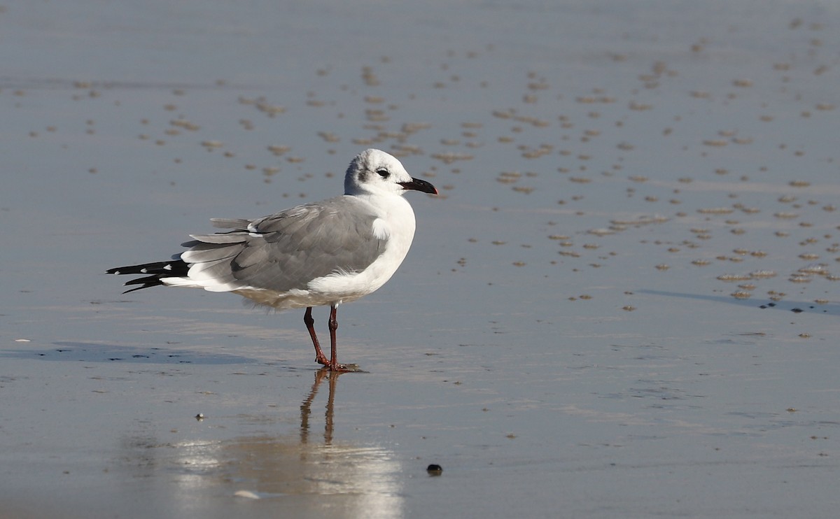 ワライカモメ - ML645523378