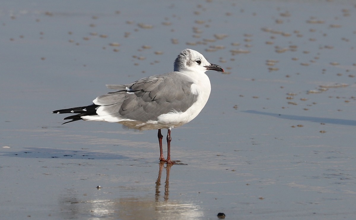 ワライカモメ - ML645523380