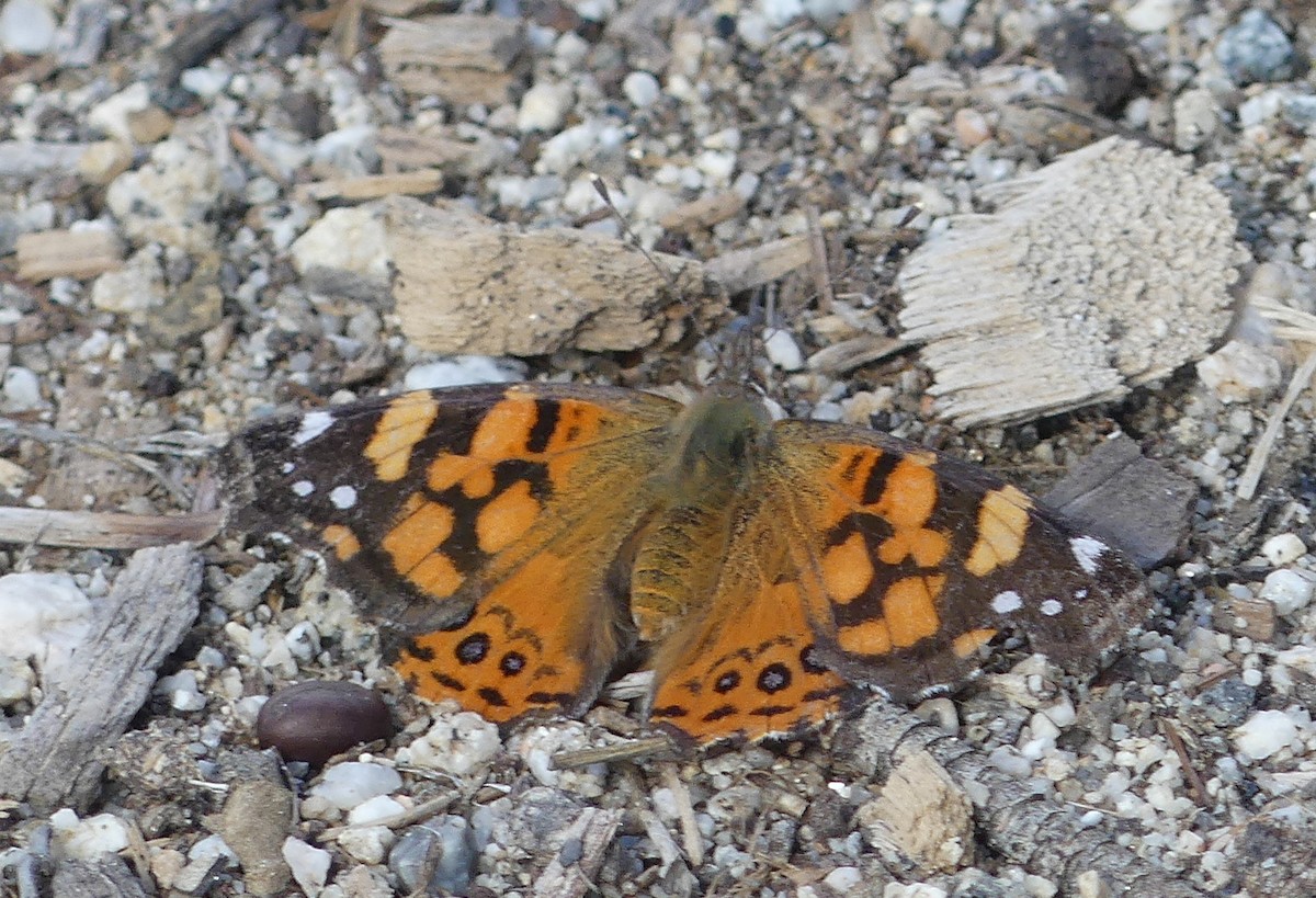 West Coast Lady - ML645523383