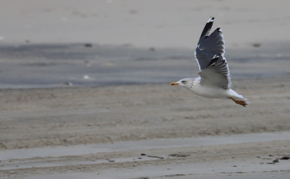 Lesser Black-backed Gull - ML645523388