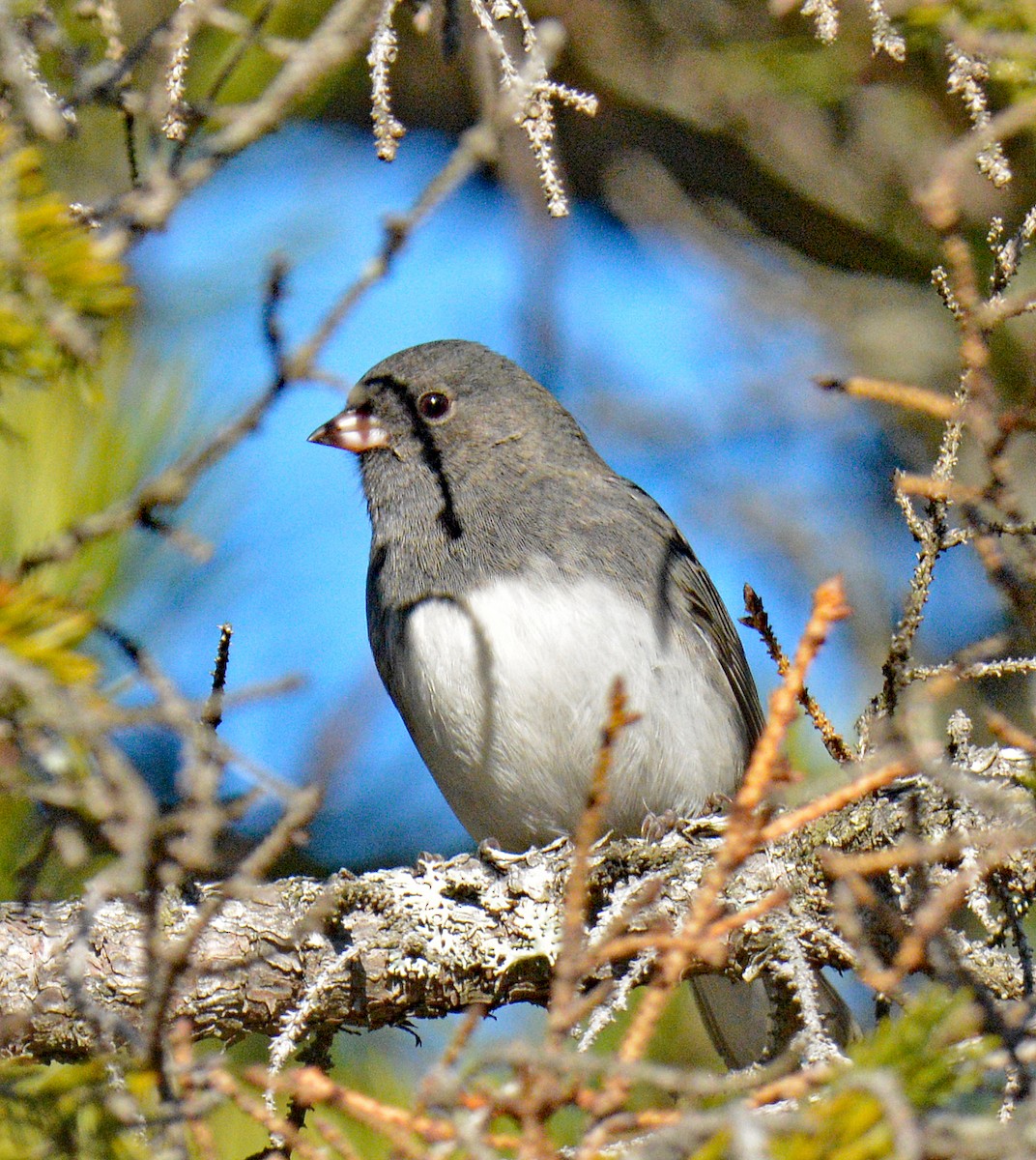 vinterjunko (hyemalis/carolinensis) - ML645523391