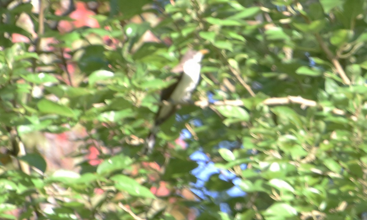 Yellow-billed Cuckoo - ML645523392