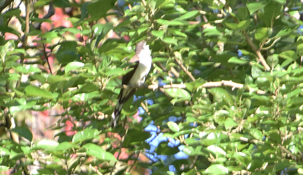 Yellow-billed Cuckoo - ML645523393