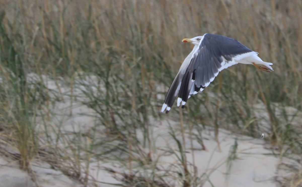 Lesser Black-backed Gull - ML645523395