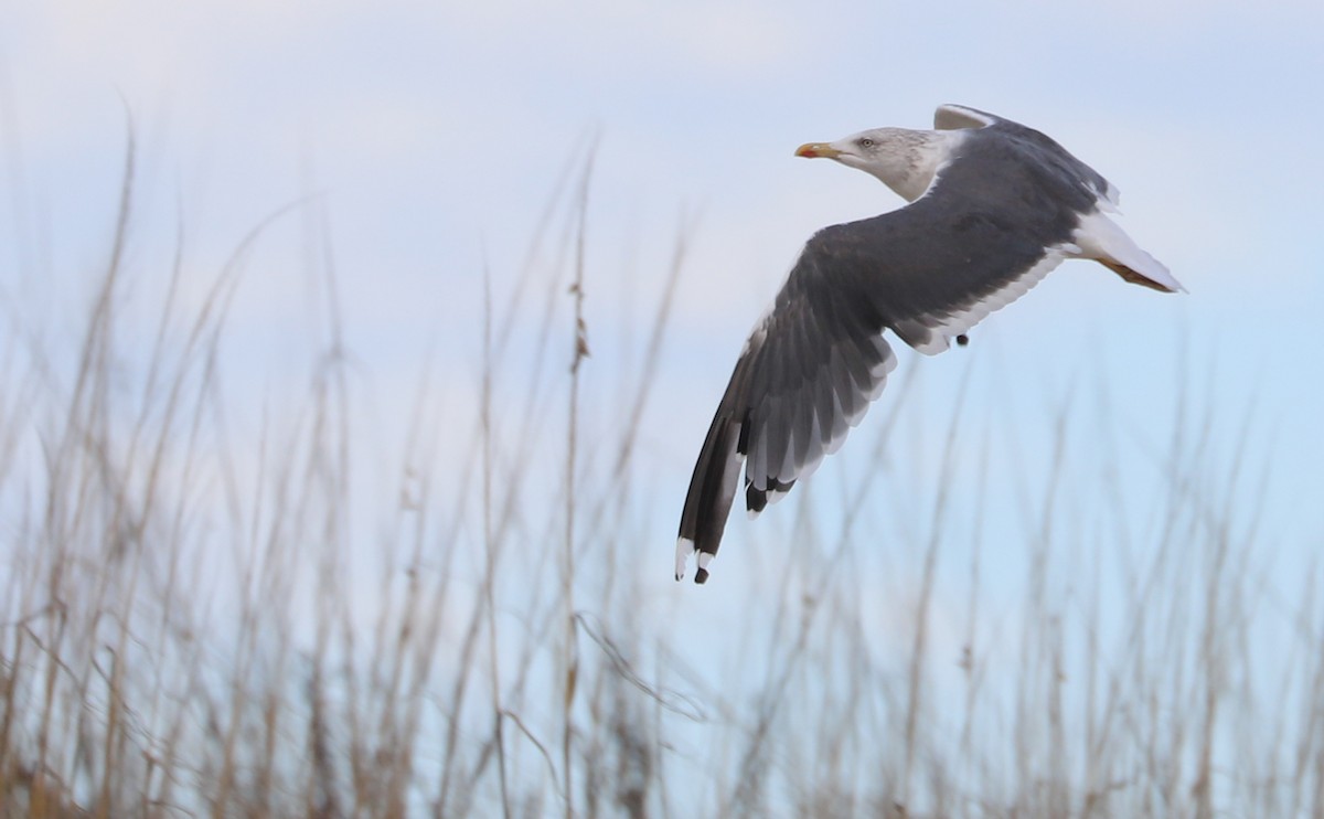 Lesser Black-backed Gull - ML645523405