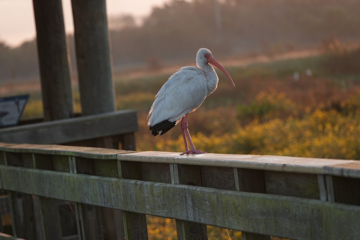 White Ibis - ML645523413
