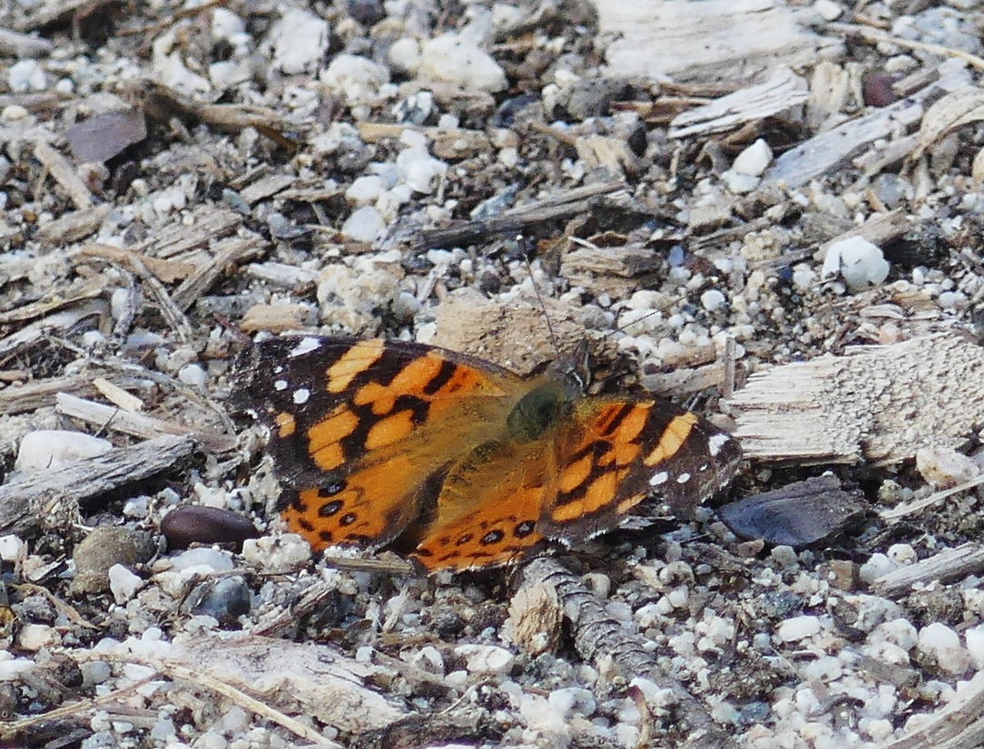 West Coast Lady - ML645523426