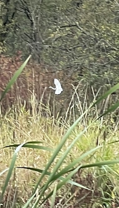 volavka modrošedá - ML645523431