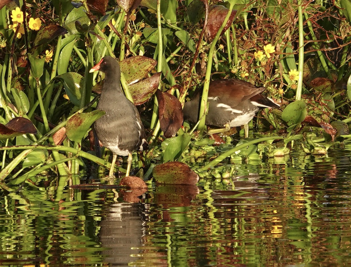 Common Gallinule - ML645523439