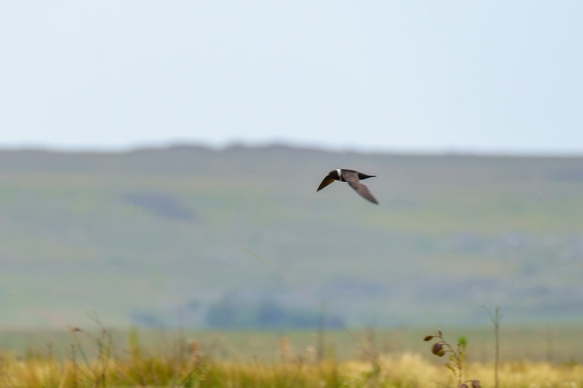 White-collared Swift - ML645523443