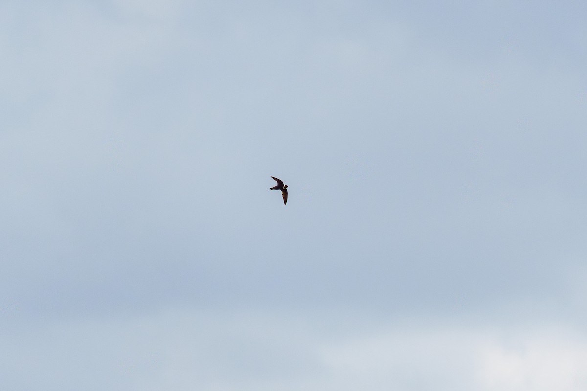 White-collared Swift - ML645523444