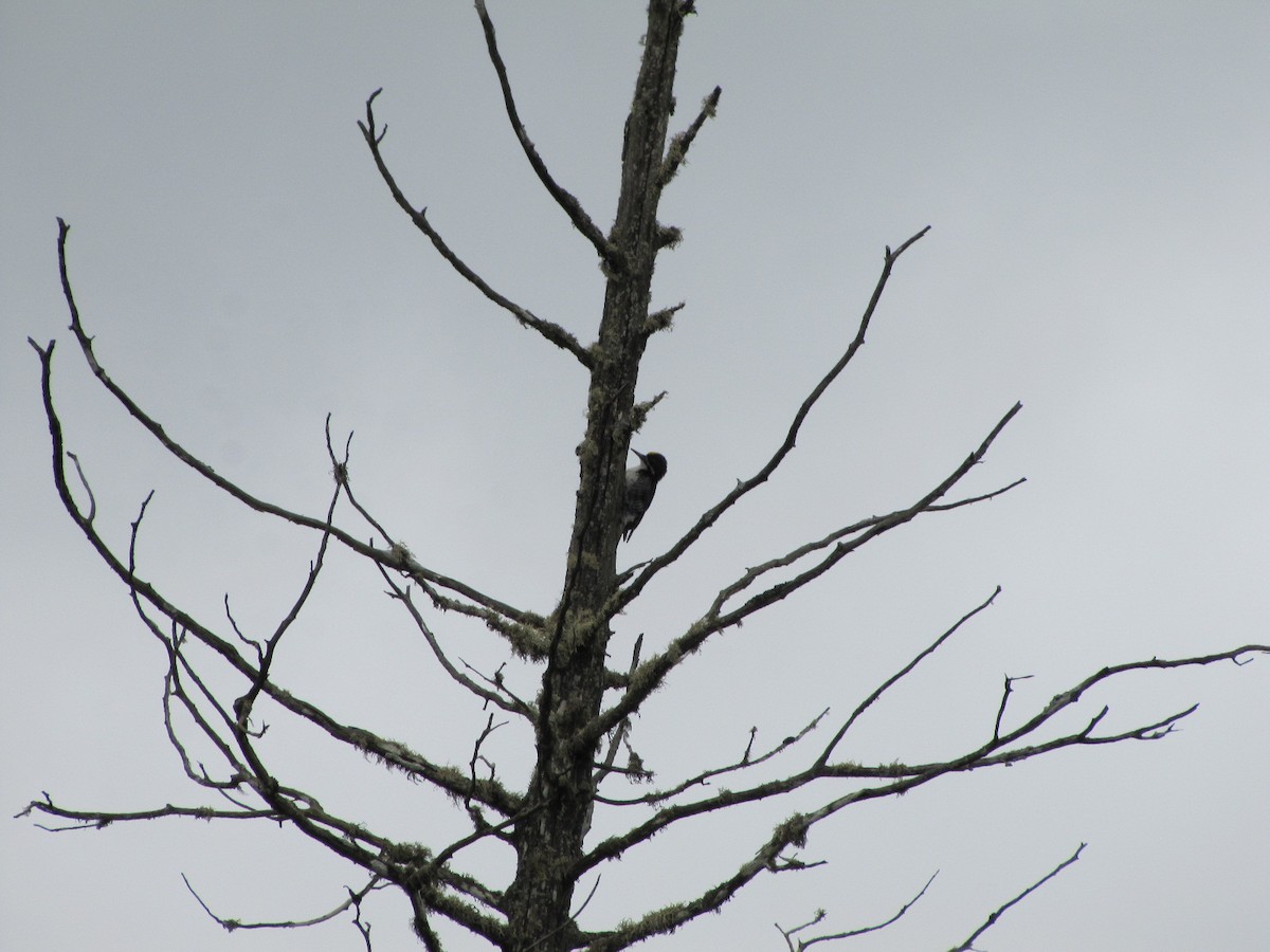 Black-backed Woodpecker - ML645523445