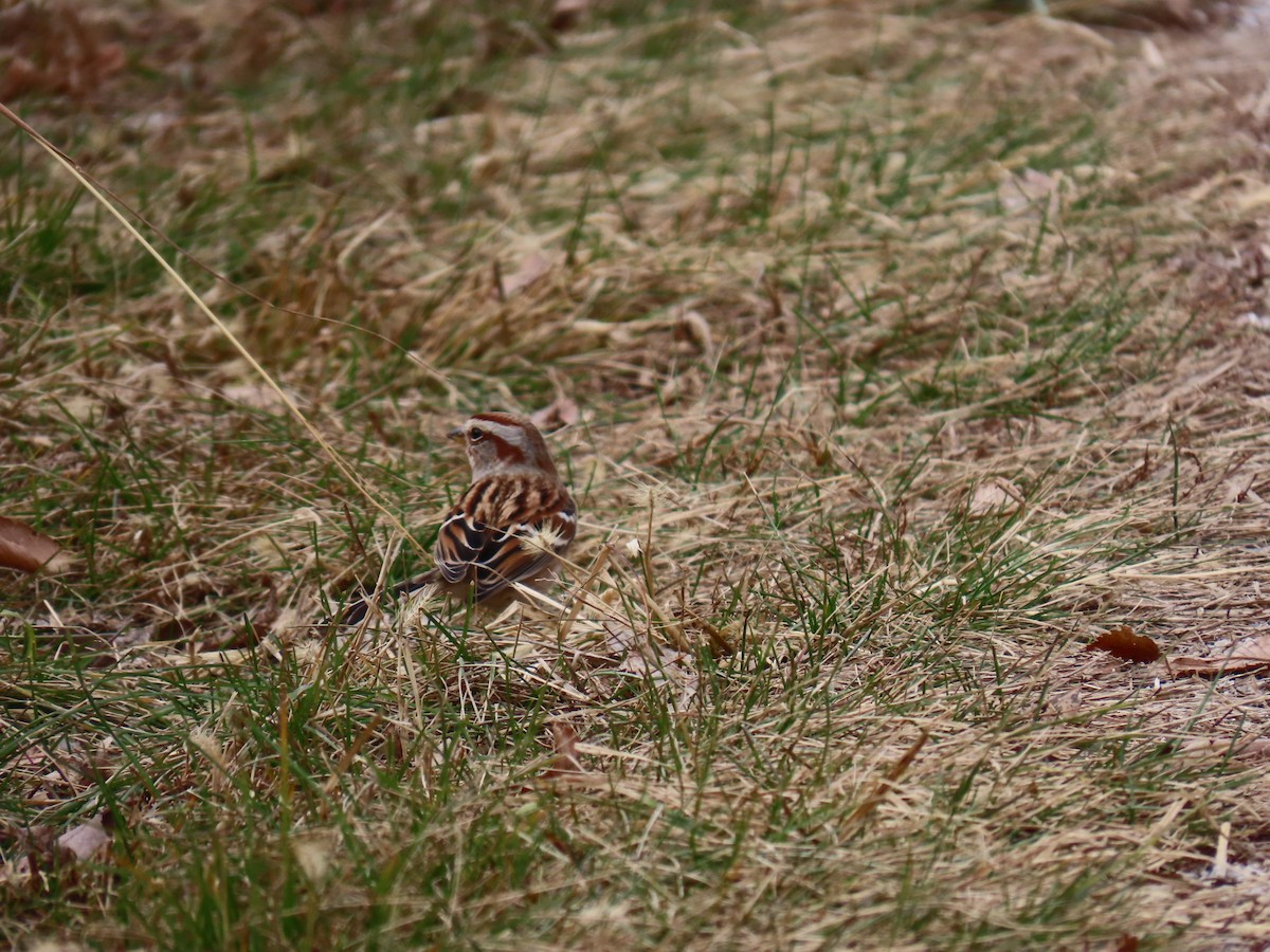 Пасовник північний - ML645523451