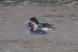 Гоголь ісландський - ML645523465