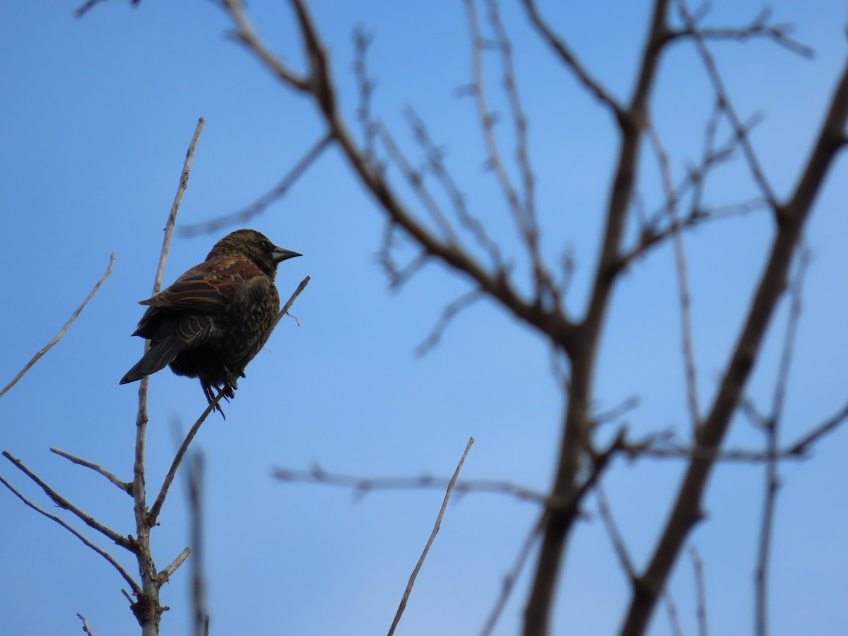 Red-winged Blackbird - ML645523468