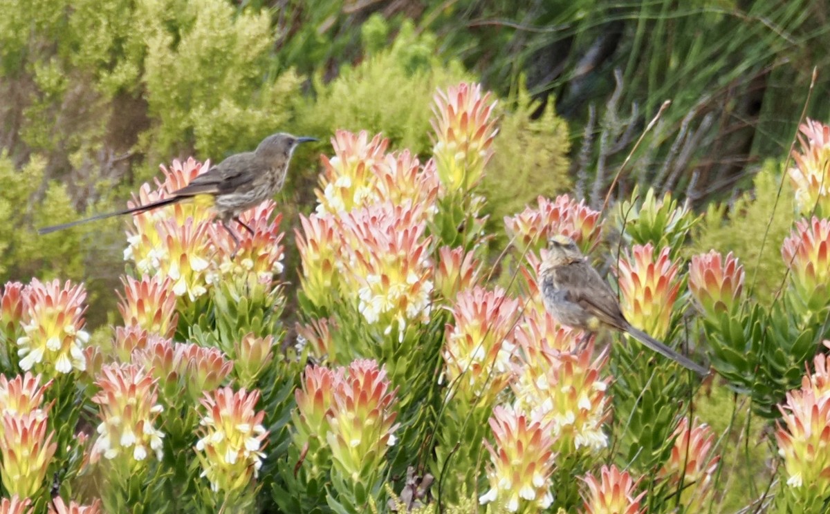 Cape Sugarbird - ML645523471