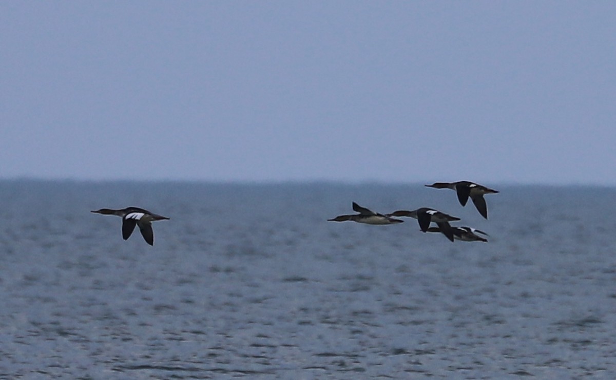 Red-breasted Merganser - ML645523473