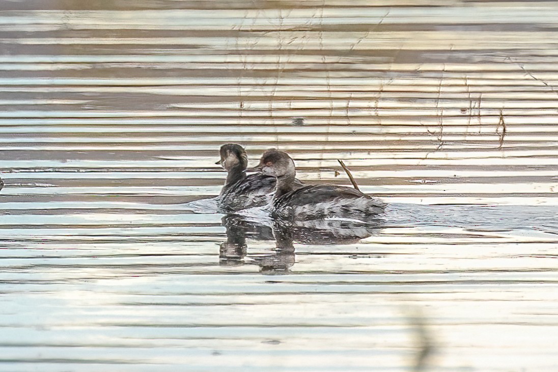 Svasso piccolo - ML645523477