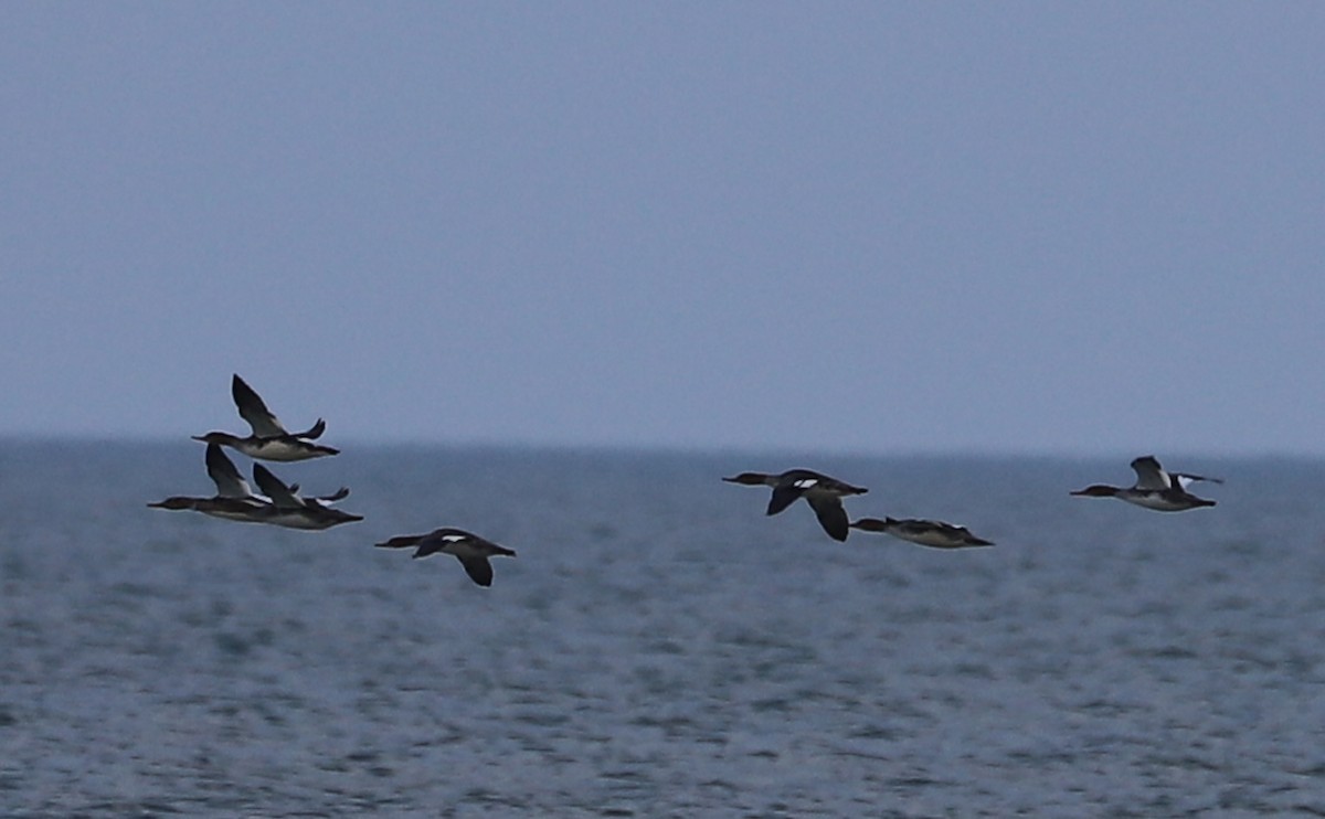Red-breasted Merganser - ML645523478