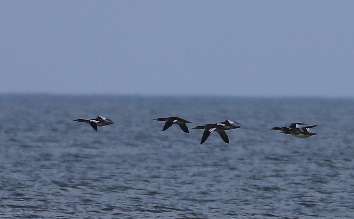 Red-breasted Merganser - ML645523482