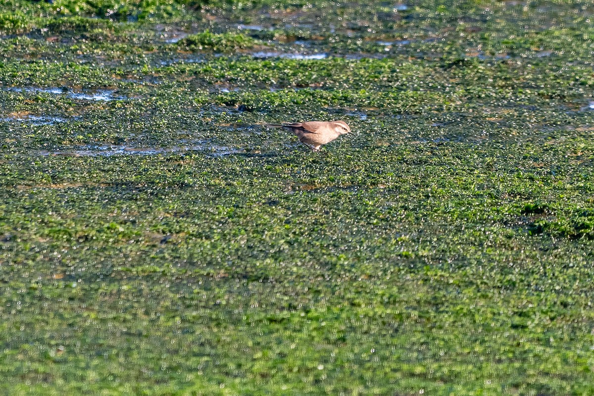 Buff-winged Cinclodes - ML645523496