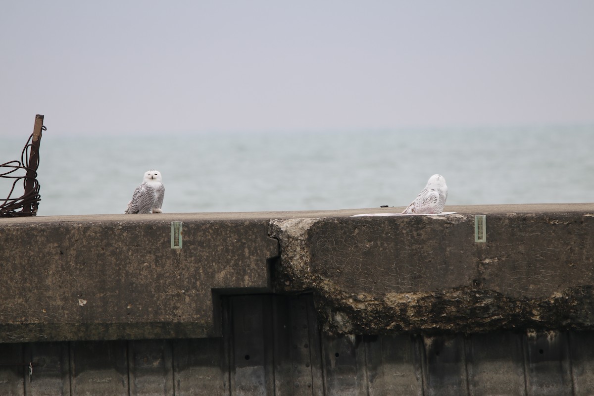Snowy Owl - ML645523499