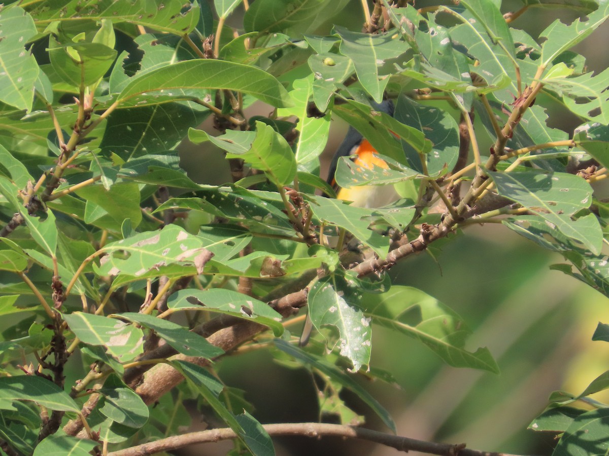 Small Minivet - ML645523500