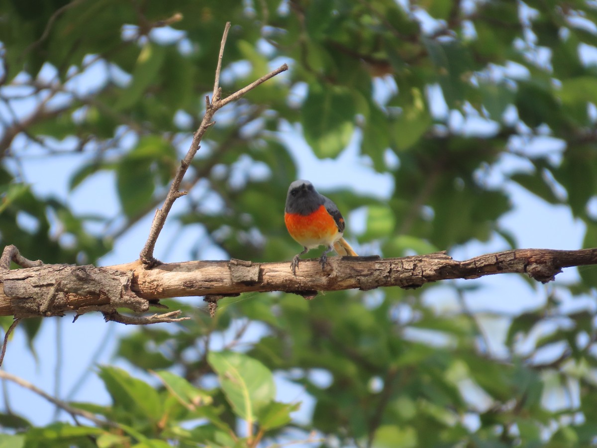 Small Minivet - ML645523501