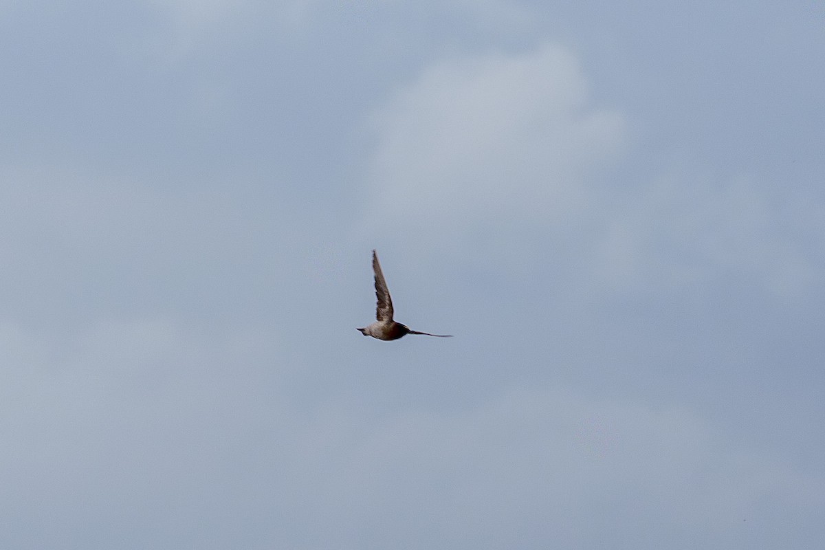 Cliff Swallow - ML645523505