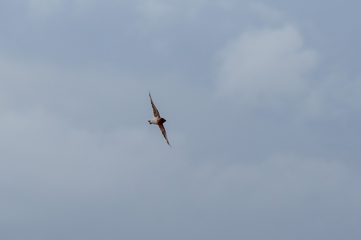 Cliff Swallow - ML645523506
