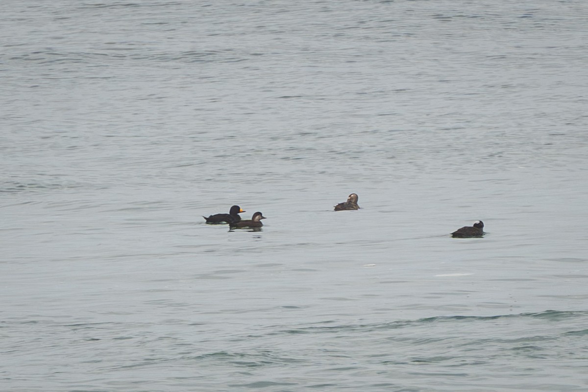 turpan žlutozobý - ML645523508