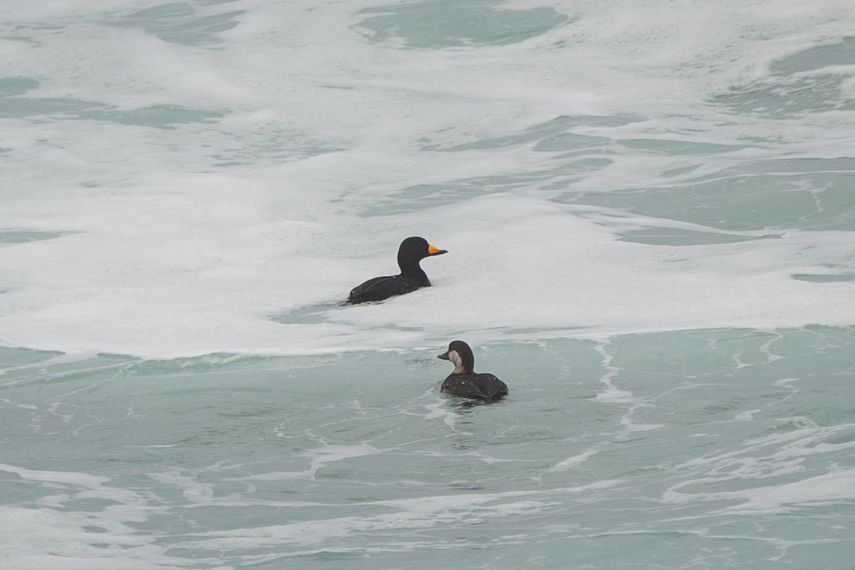 turpan žlutozobý - ML645523509