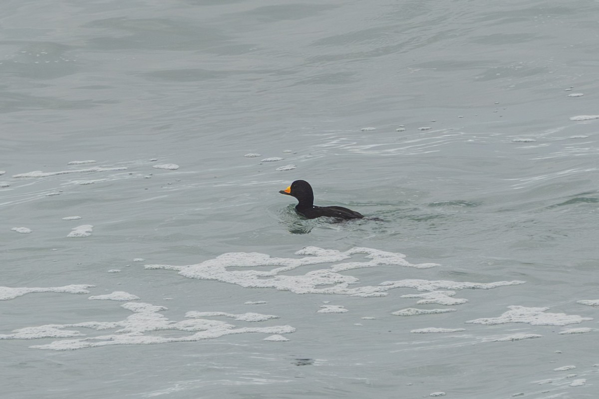 turpan žlutozobý - ML645523510