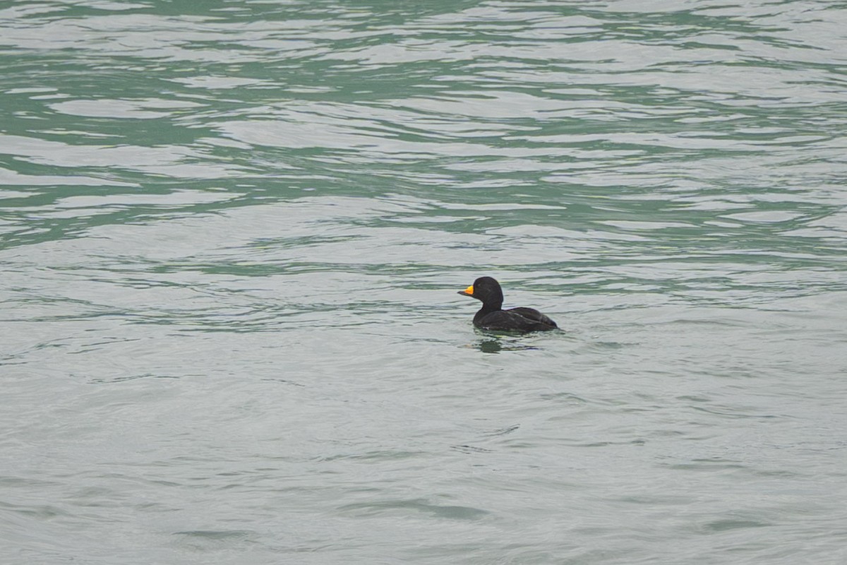 turpan žlutozobý - ML645523511