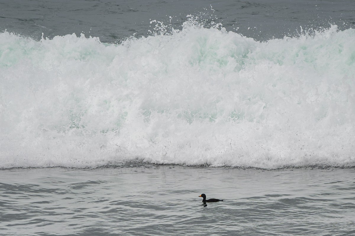 turpan žlutozobý - ML645523512