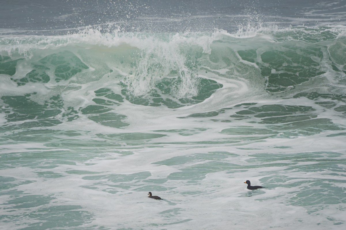 turpan žlutozobý - ML645523513