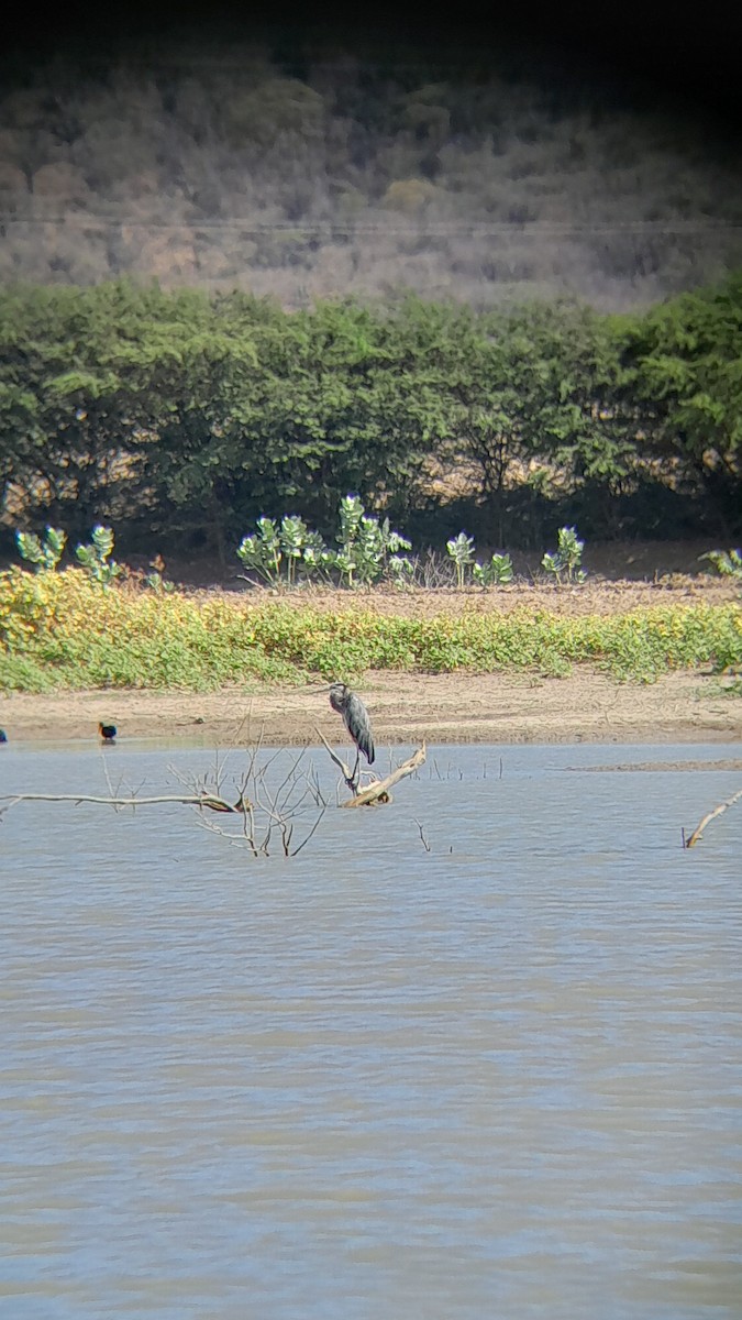 Great Blue Heron - ML645523515