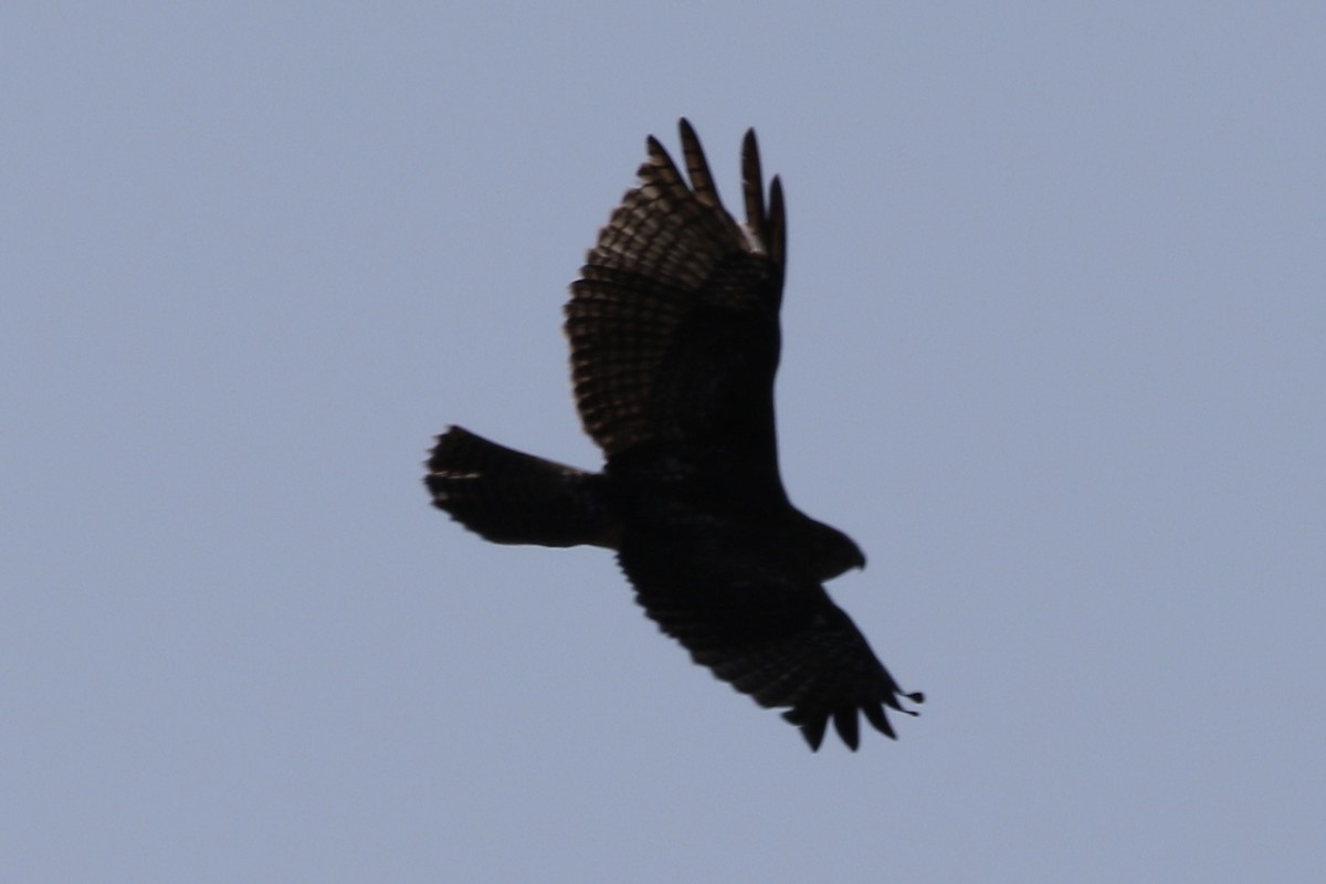 White-tailed Hawk - ML645523536