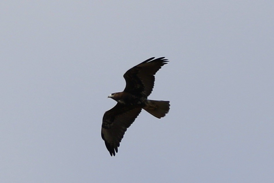 White-tailed Hawk - ML645523537