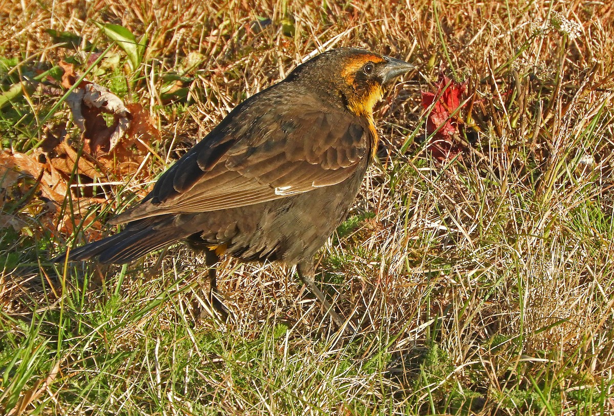 Yellow-headed Blackbird - ML645523558