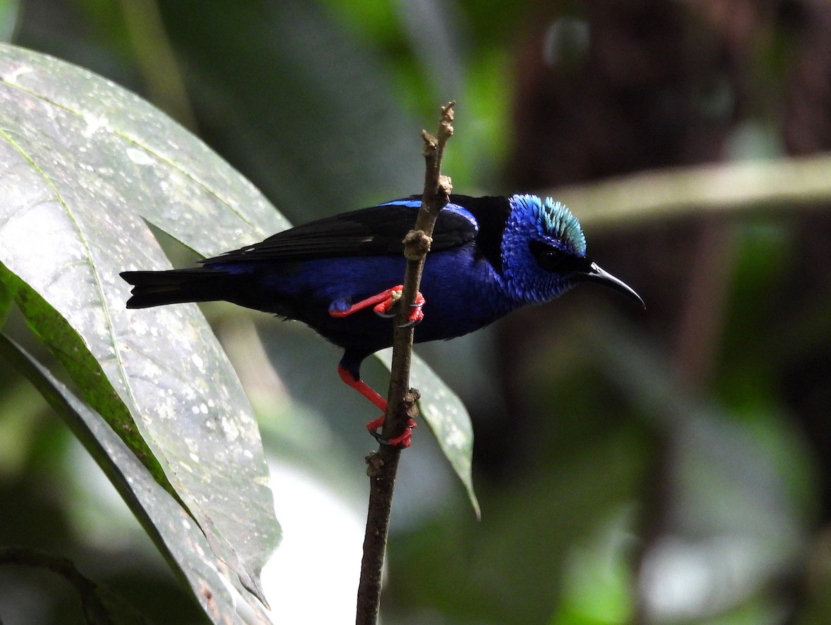 Танагра-медоїд бірюзова - ML645523561