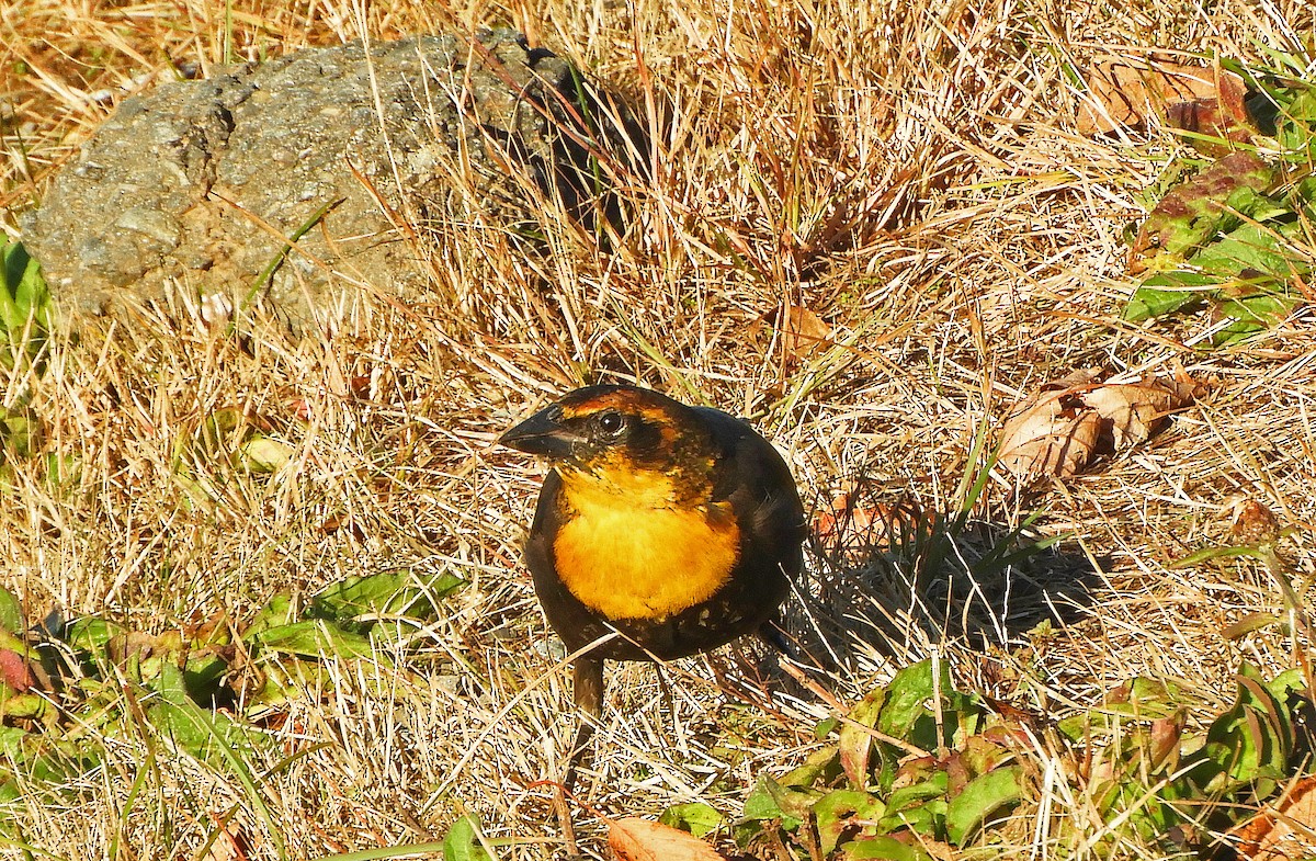 Yellow-headed Blackbird - ML645523563