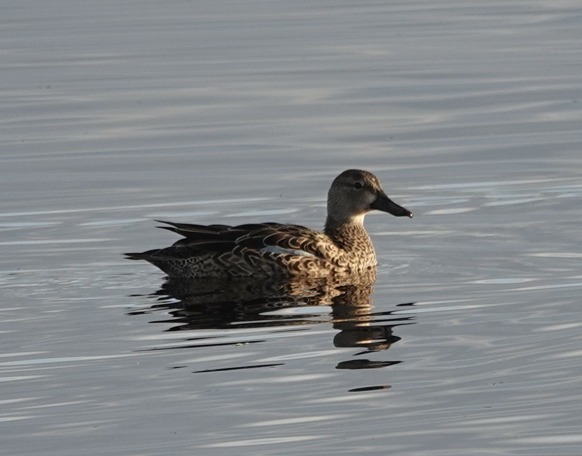 ミカヅキシマアジ - ML645523569
