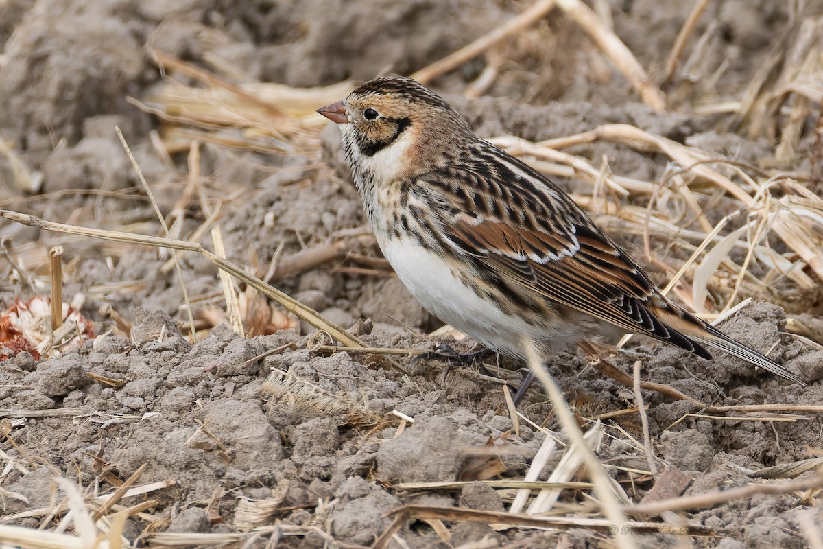 Подорожник лапландський - ML645523571