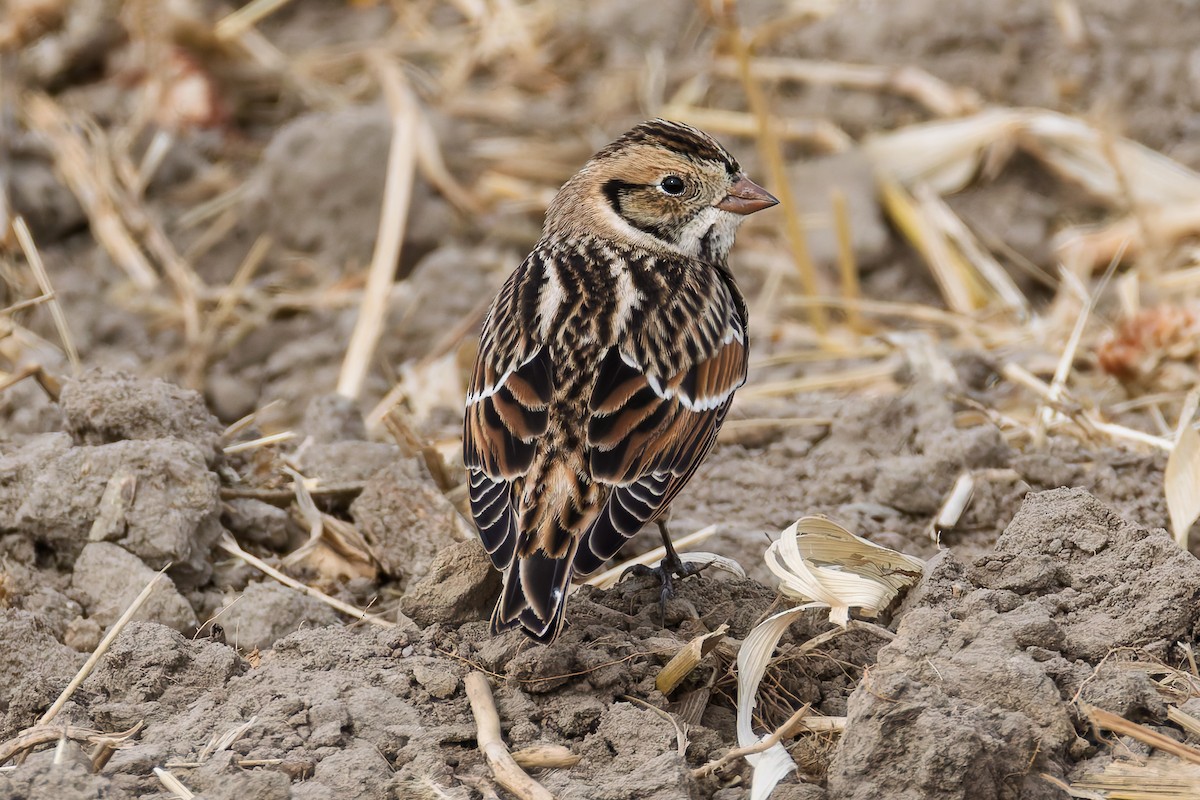 Подорожник лапландський - ML645523572