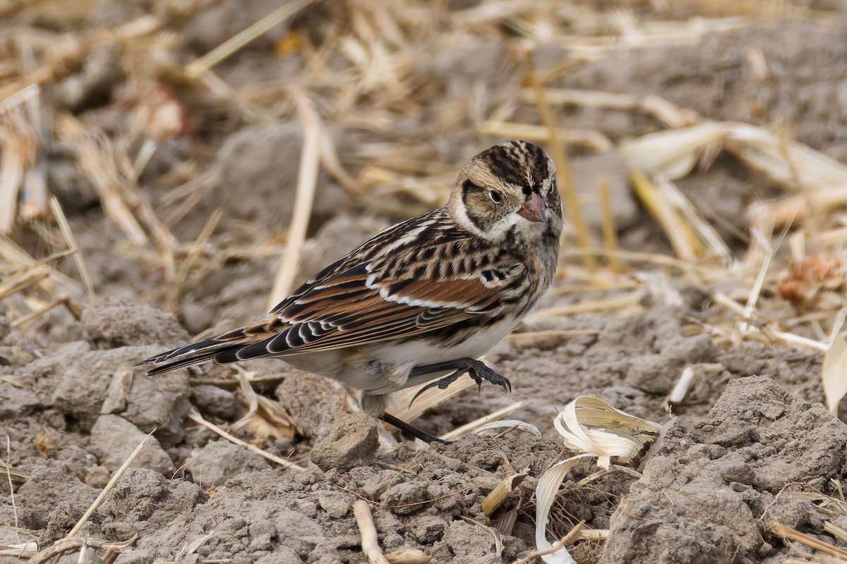Подорожник лапландський - ML645523574